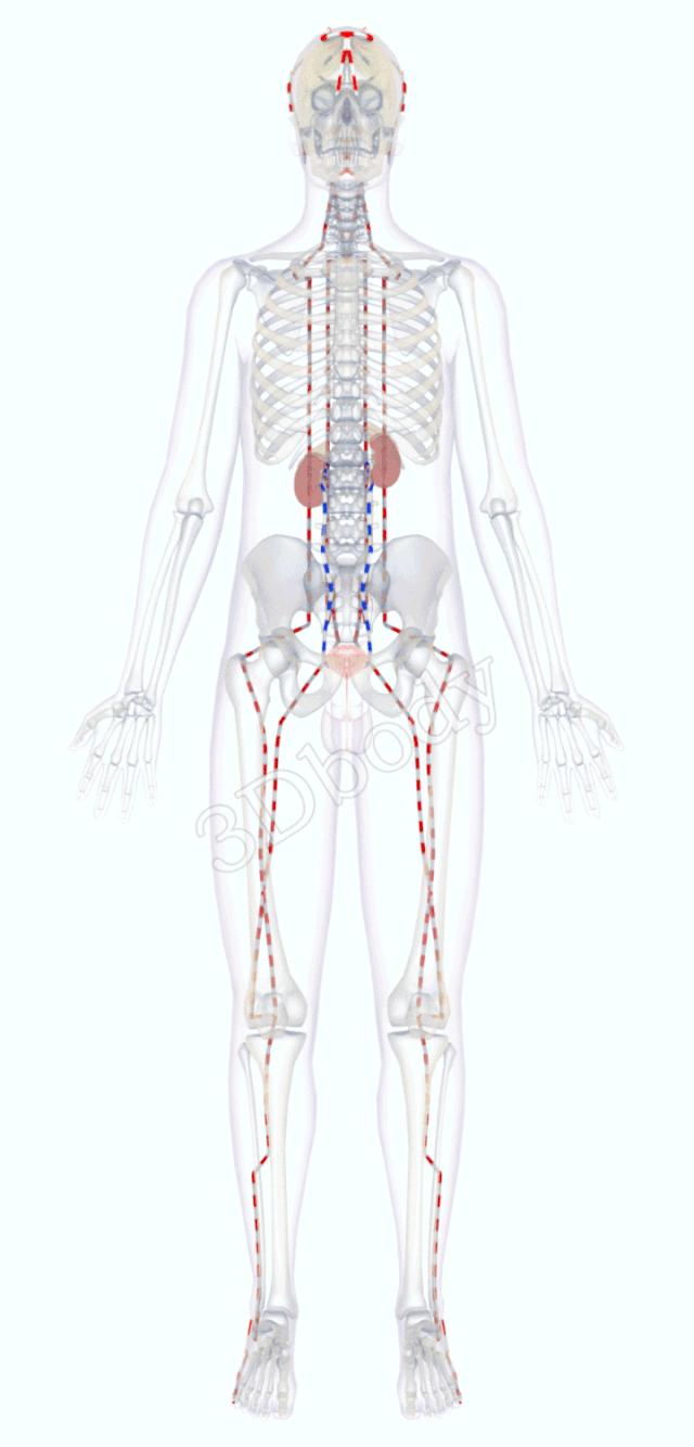 最新经络图精美3d动态循行图,经络3d动态循行图怎样制作