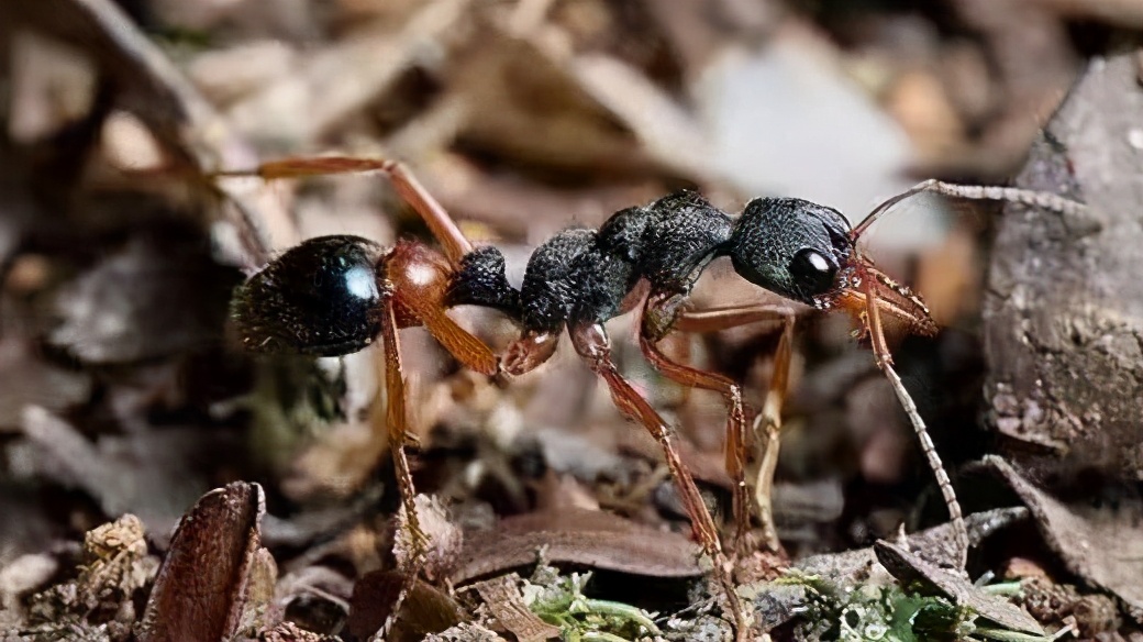 海关截获美国黑腹果蝇如何处理,海关查获美国邮寄果蝇包裹