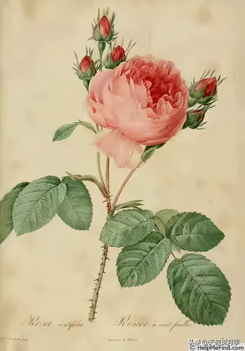 优雅女士月季花,奇葩月季品种图片