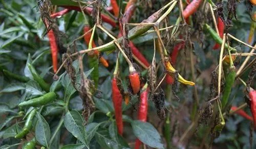 线辣椒的管理与病害的防治,春雷霉素防治辣椒病害倍数