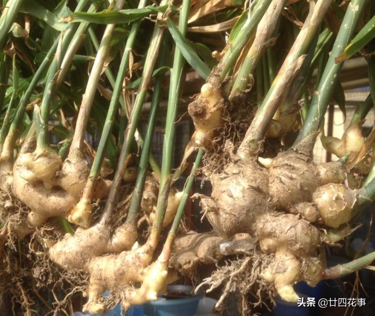 种生姜方法在家阳台,家里阳台种生姜的方法