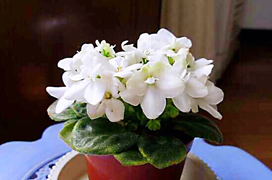 非洲紫罗兰盆栽,紫罗兰花卉盆栽图片