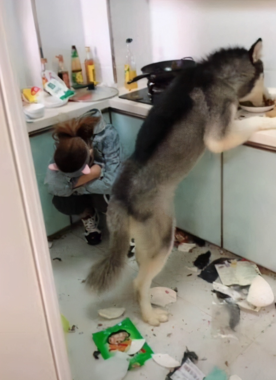 哈士奇的8大缺点劝你最好别养,看哈士奇眼里透着愤怒