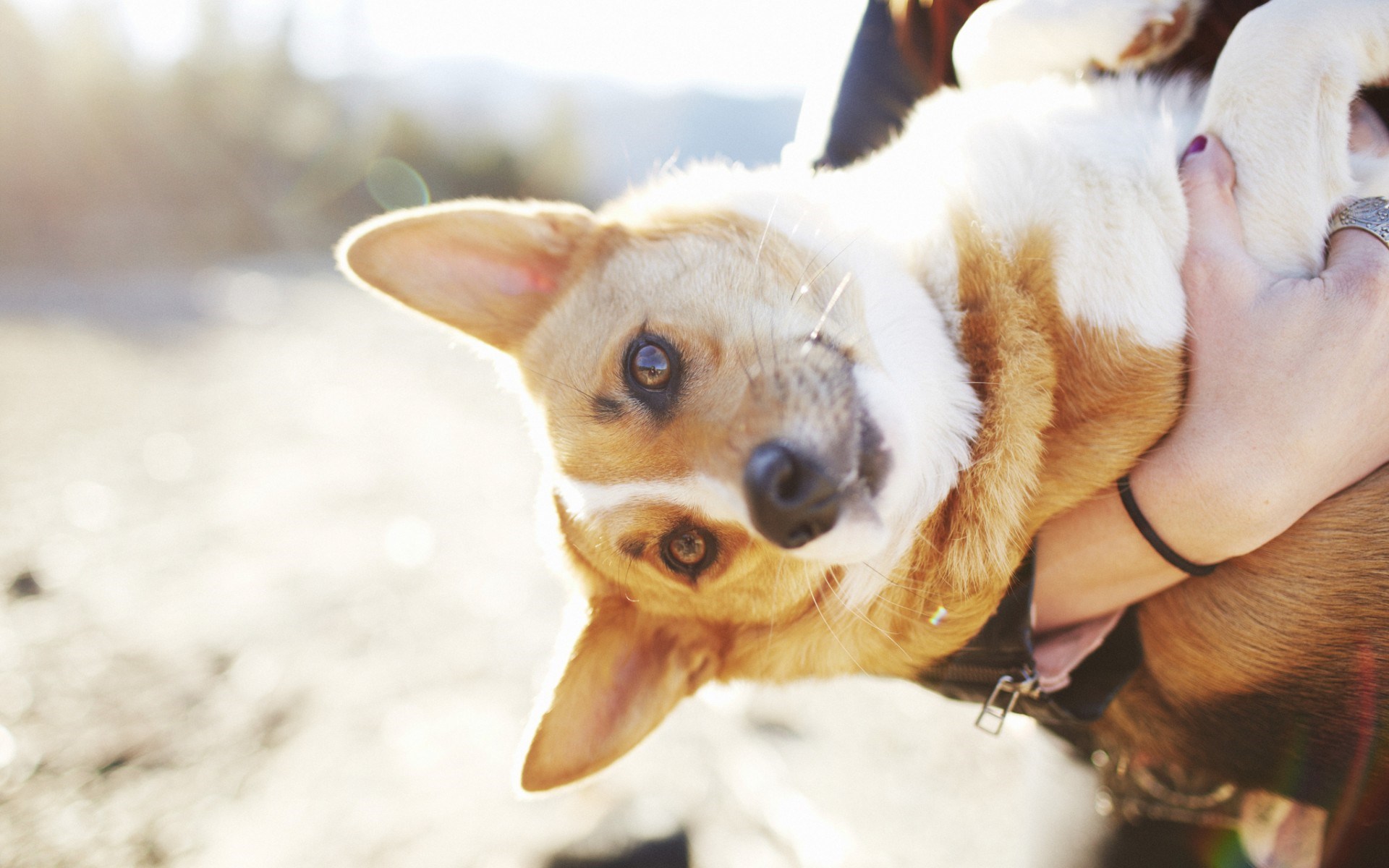 狗狗的护理方法和注意事项,狗狗伤口每天怎么护理最好