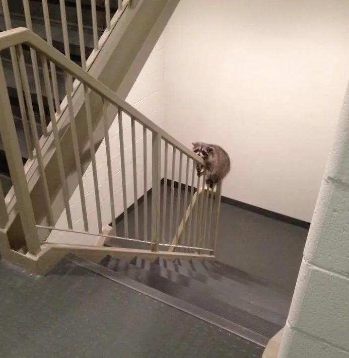 搞笑小浣熊图片,可爱的浣熊图片卡通