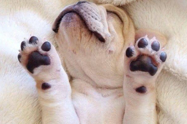 狗狗为什么老做梦,狗狗经常做梦是不是更聪明