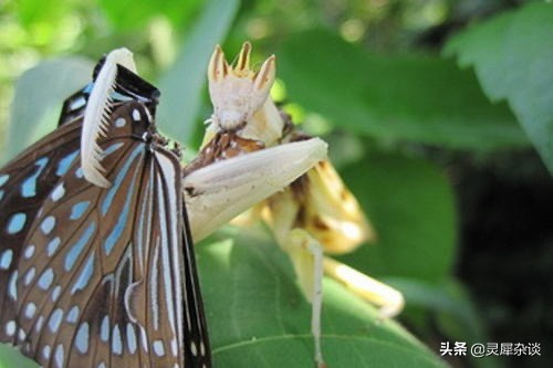 lol视角从左到右,lol的视角