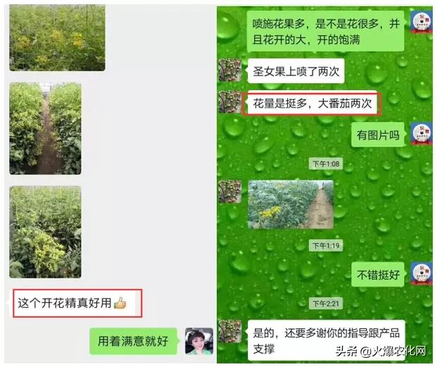 一串开花100多朵！这个促花剂太神奇？0激素！快促花！膨果实