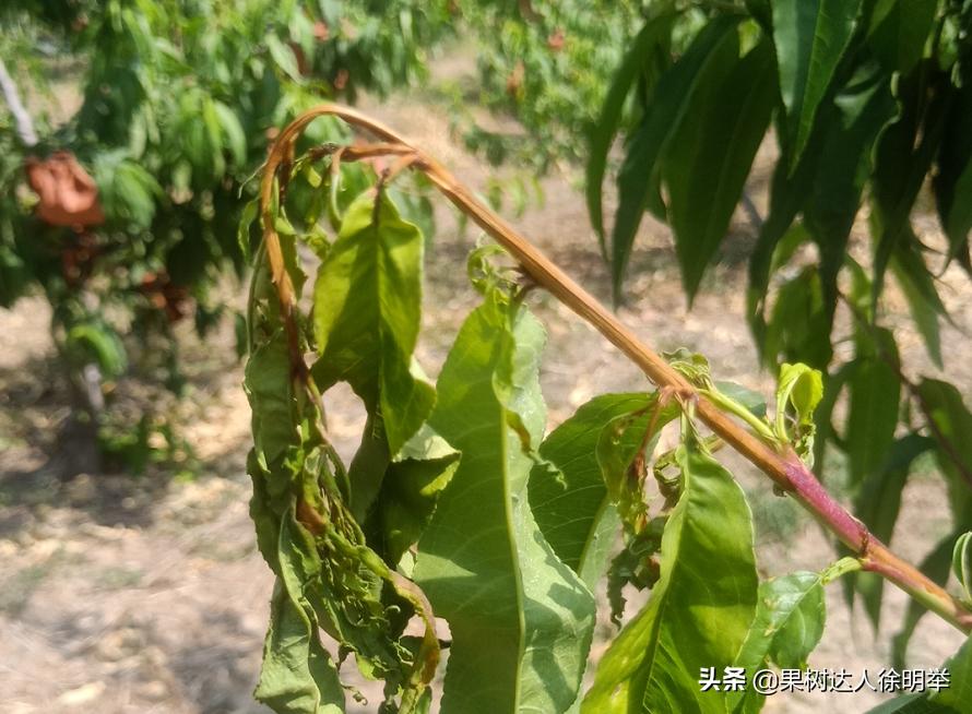 果树红蜘蛛为何会在雨季消失,果树红蜘蛛防治方法大全