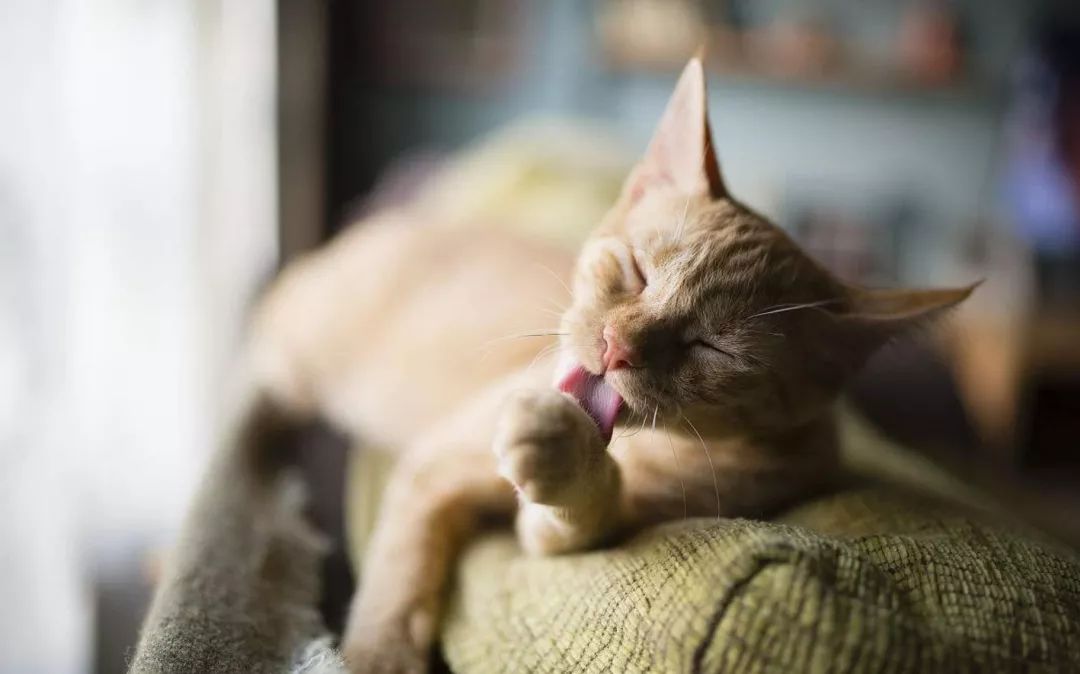 猫咪被跳蚤咬了还有救吗,猫咪身上被跳蚤咬了能体外驱虫吗