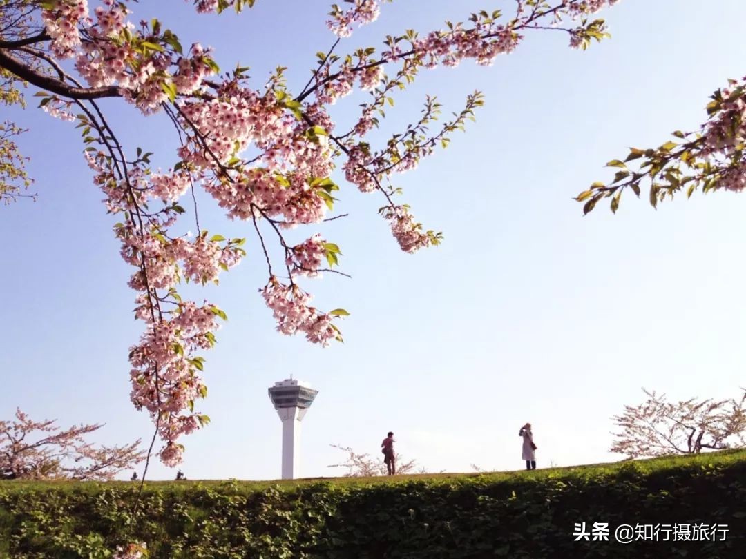 日本樱花季是八月几号,2020年日本樱花花期表