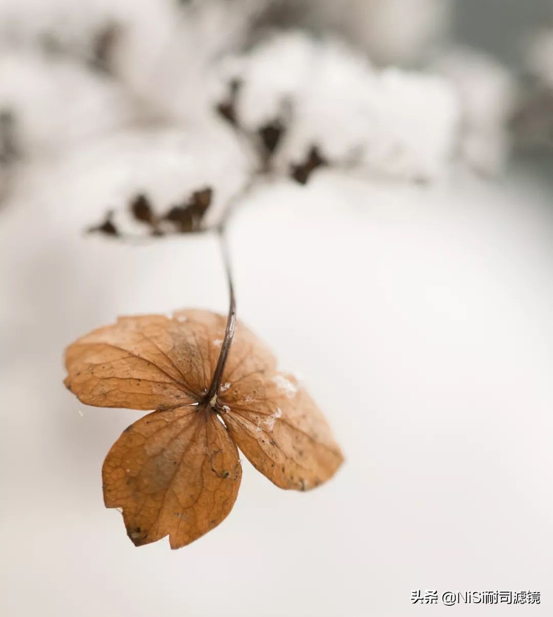 看到精彩——加拿大摄影师老飘飘的近摄镜测评