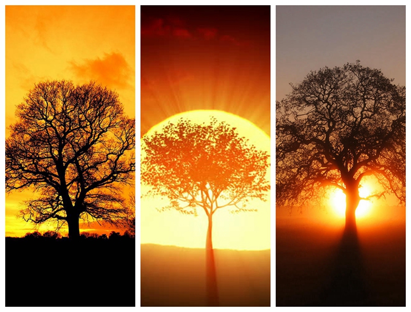 最美莫过夕阳孤树！要用相机定格震撼绝美，请使用这些技巧