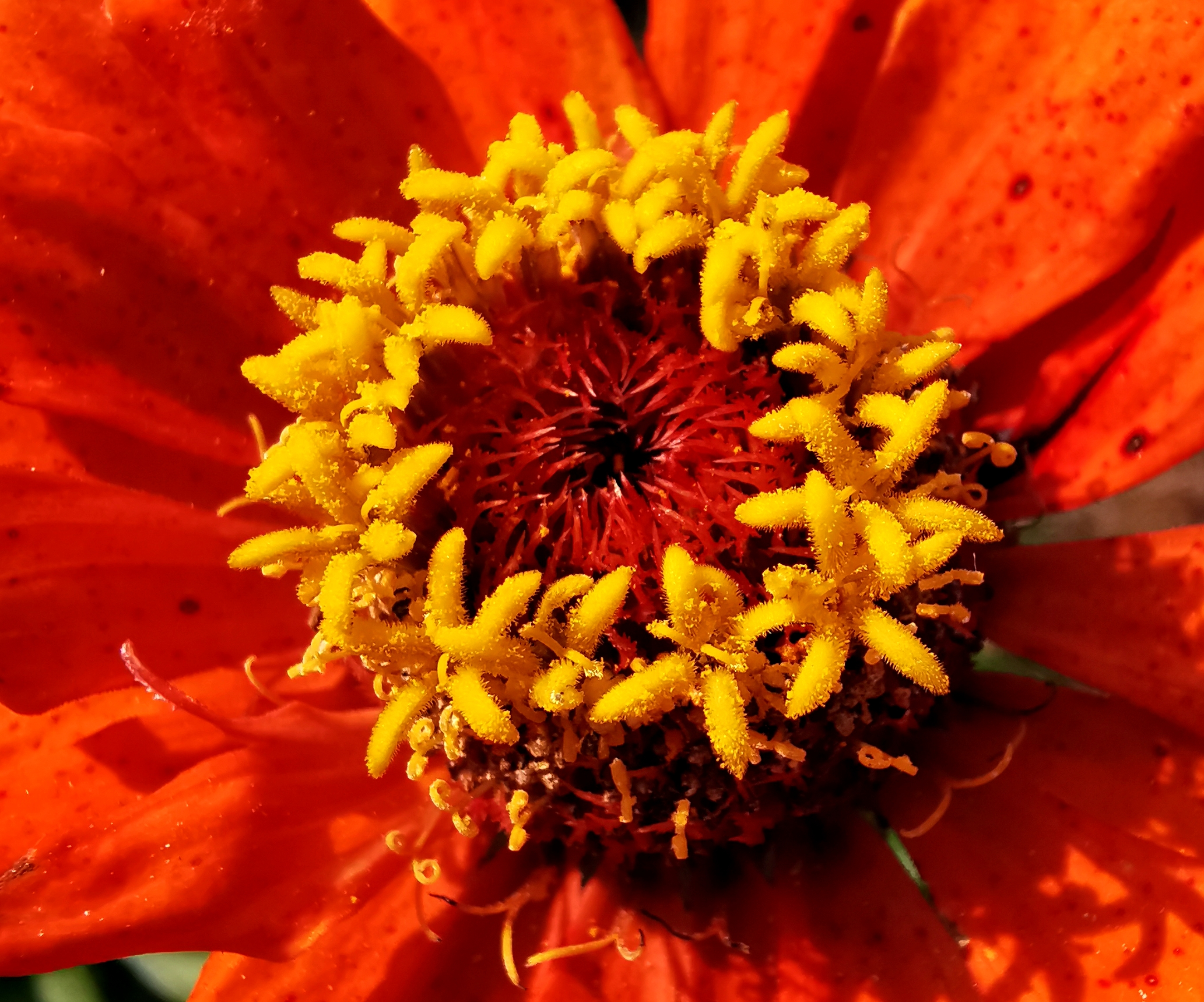 长虹公园小花美（手机拍）