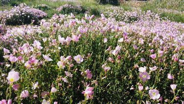 凉山州哪里可以赏花,西昌赏花攻略