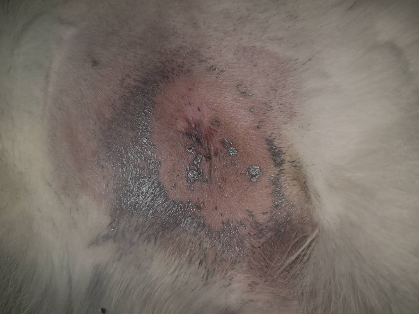 母猫剖腹产绝育脂肪液化是什么样,母猫绝育后脂肪液化图片