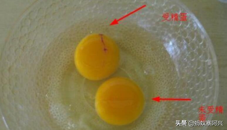 为什么母鸡，不需要公鸡也能自己排卵生蛋？专家：其实道理很简单