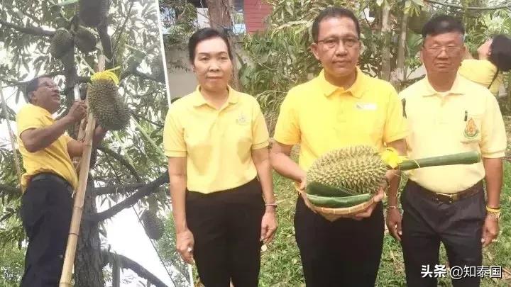 榴莲为啥价格相差那么多,为什么是天价榴莲