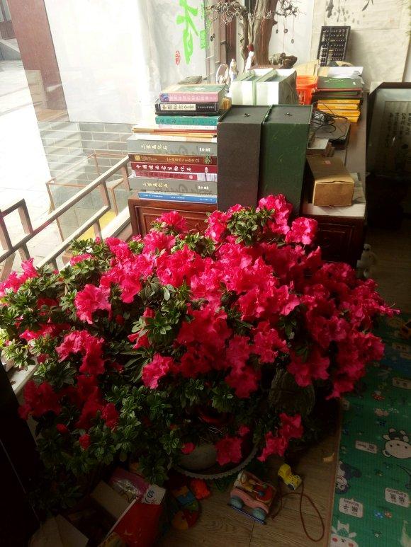 养杜鹃花的技巧,杜鹃花10种品种