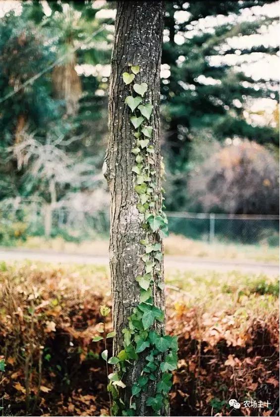 院子里种些什么花好养,院子里适合种植的东西