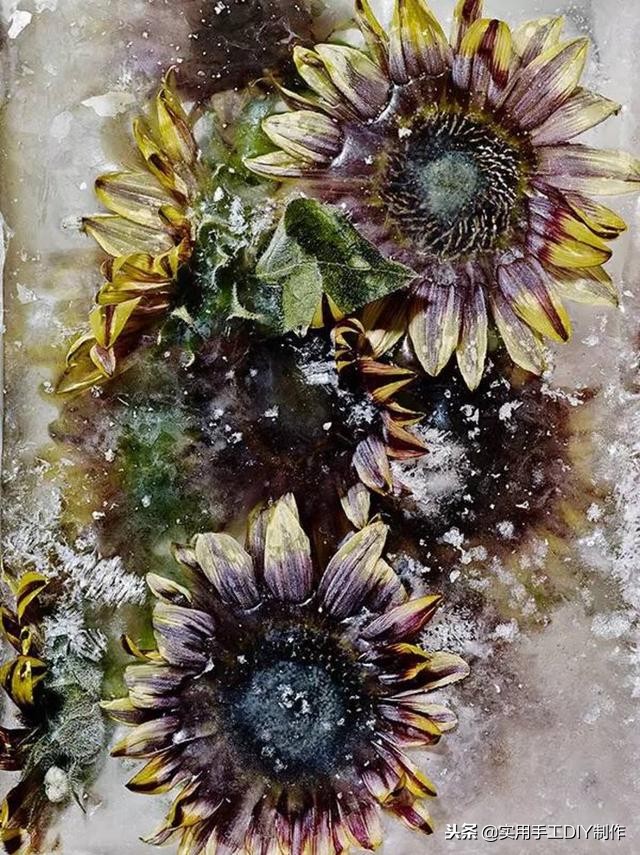 鲜花摄影作品欣赏,高清鲜花美图