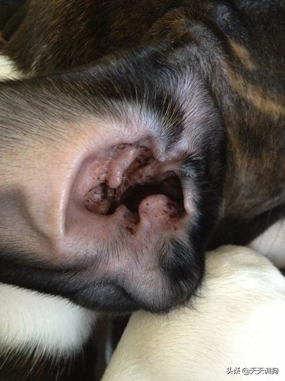 狗狗刚洗完澡还是有体味怎么办,打完疫苗第一针狗狗突然体味很重