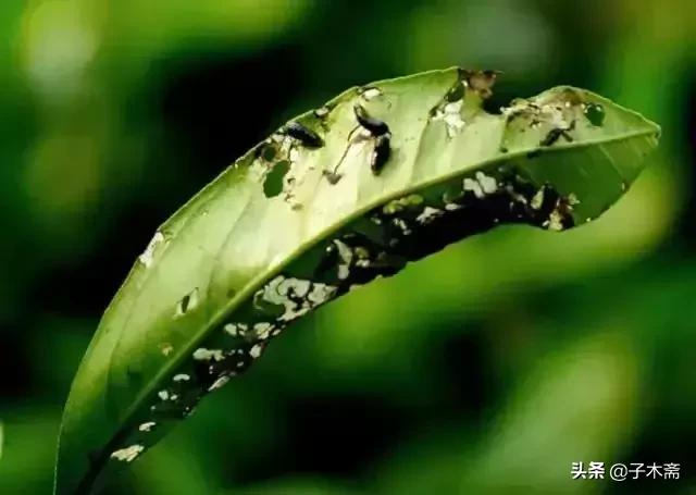 柑橘大实蝇和柑橘小实蝇常规虫害,柑橘虫害高清图谱及防治方法