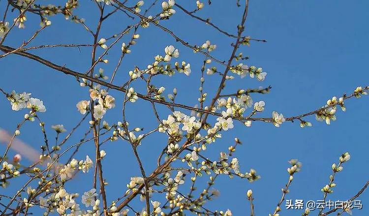 世界中诗旭月传媒.中诗国际文学总社（诗友合辑）