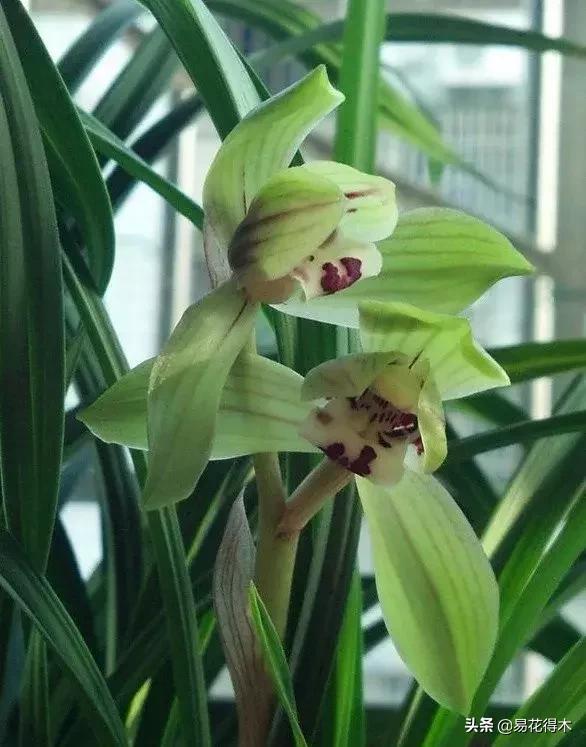 春兰大富贵的来历,春兰翠盖荷和大富贵区别