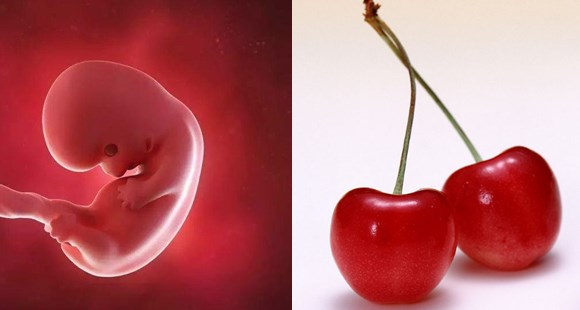 1-40周胎儿发育水果对比图,孕期1-40周胎儿图