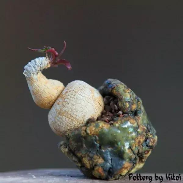 43岁大叔六年养多肉,大叔养各种各样的多肉