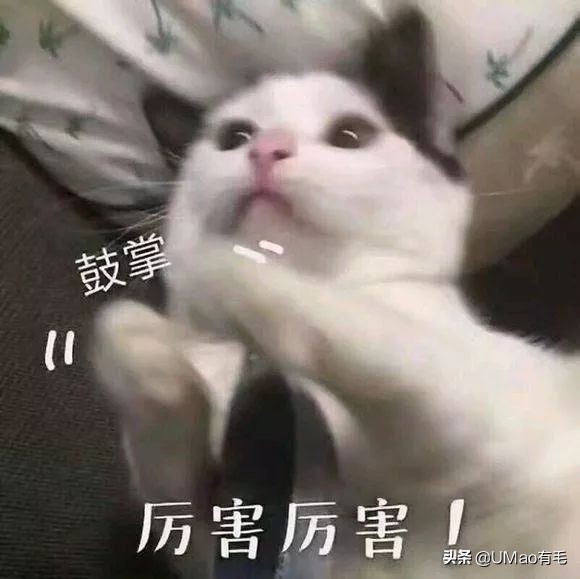 养猫这么多年你怎么连碗都摆不对 (养猫省钱妙招猫碗)