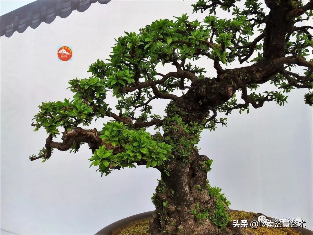 杂木盆景也毫不逊色,杂木盆景值钱吗