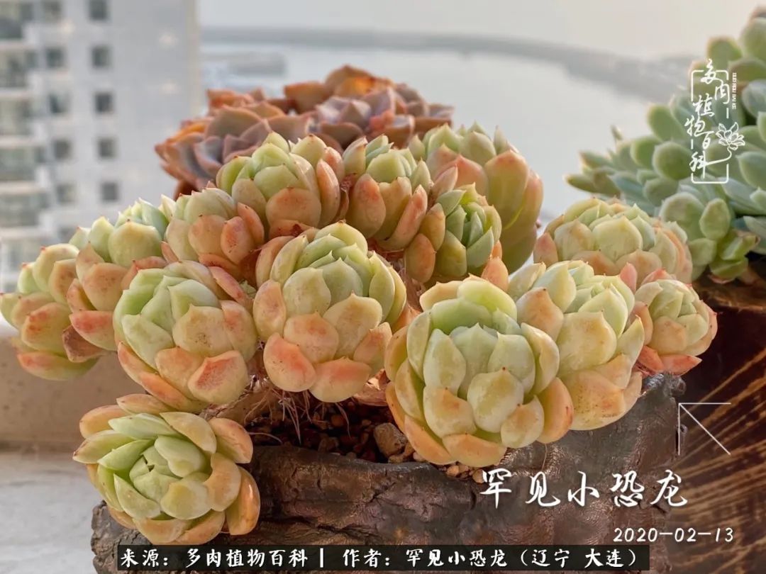 颗粒土除了种多肉还可以种什么,想养动物该怎么养