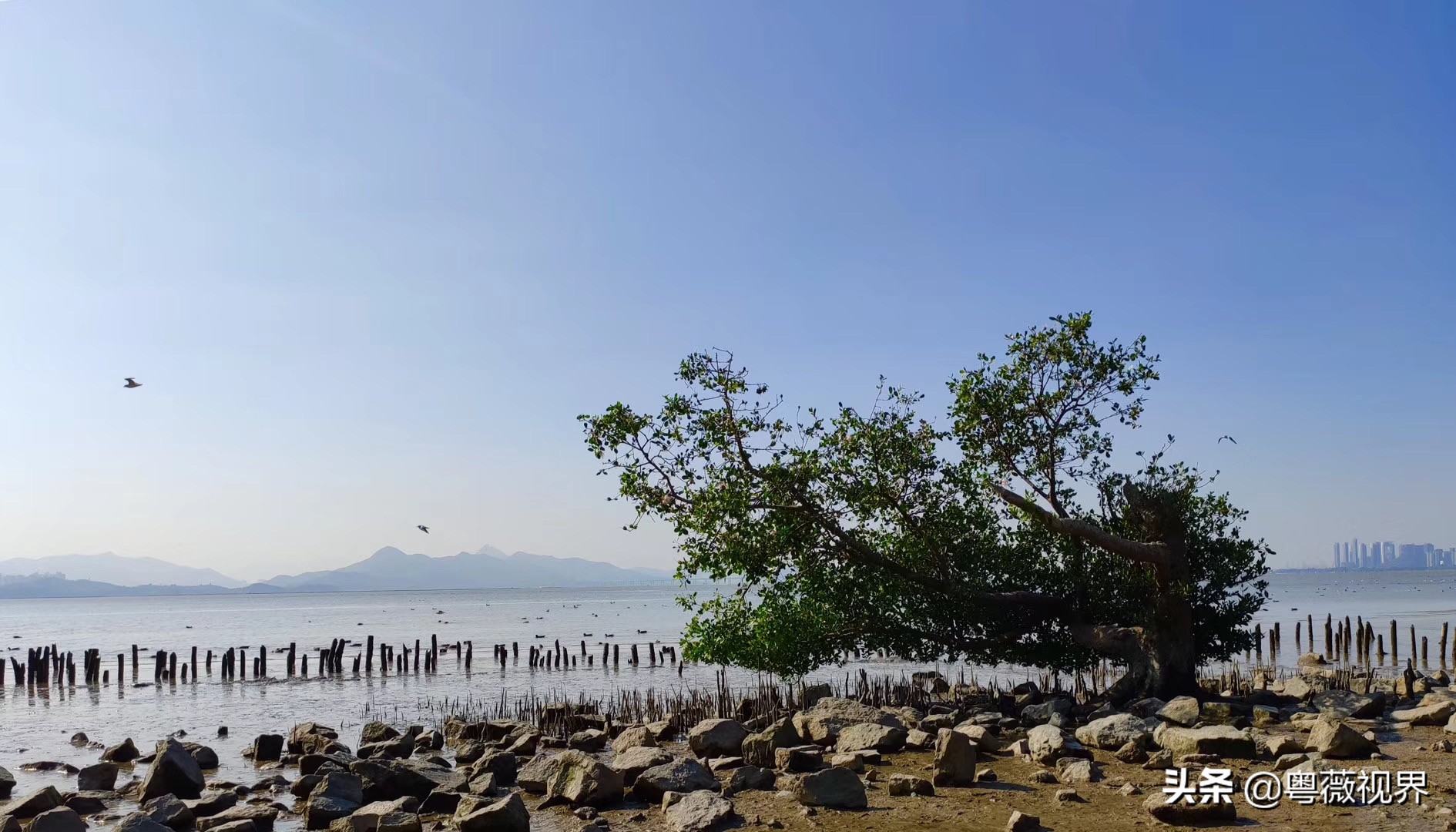 乘着地铁看海,乘地铁逛深圳