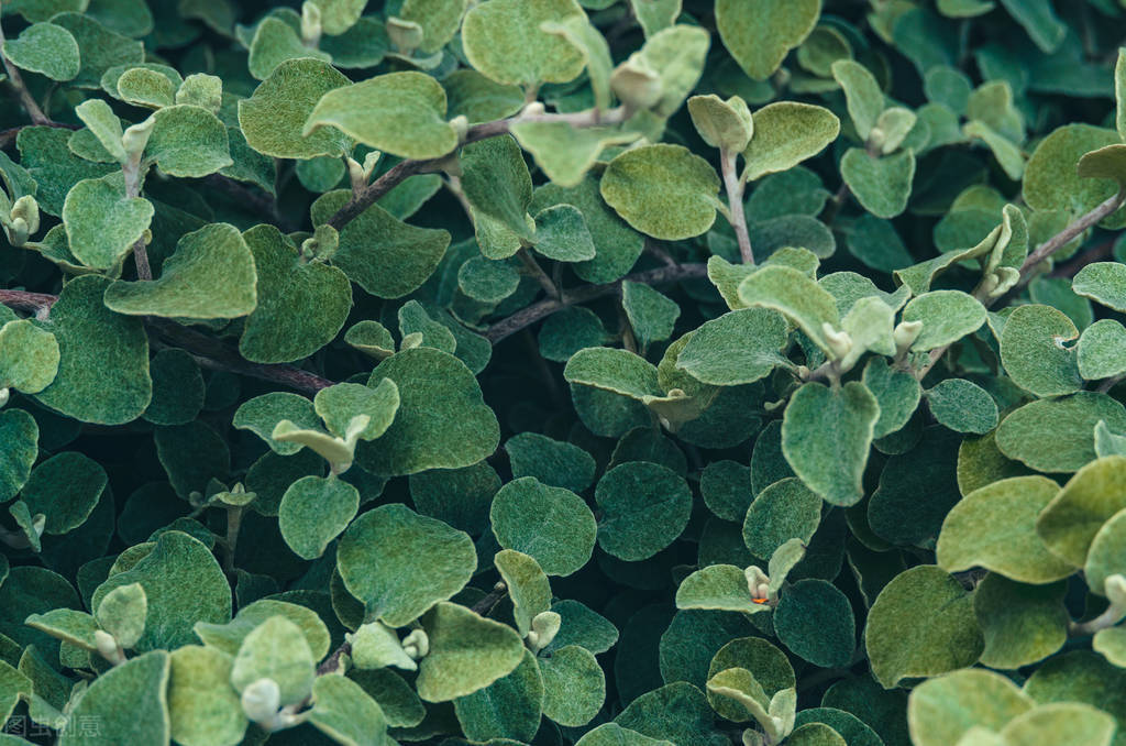 鸡受凉拉稀最快解决办法,鸡受凉了怎么补救最快