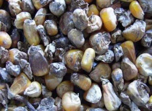 很常见的霉菌，你肯定不知道它对养鸡的危害有多大