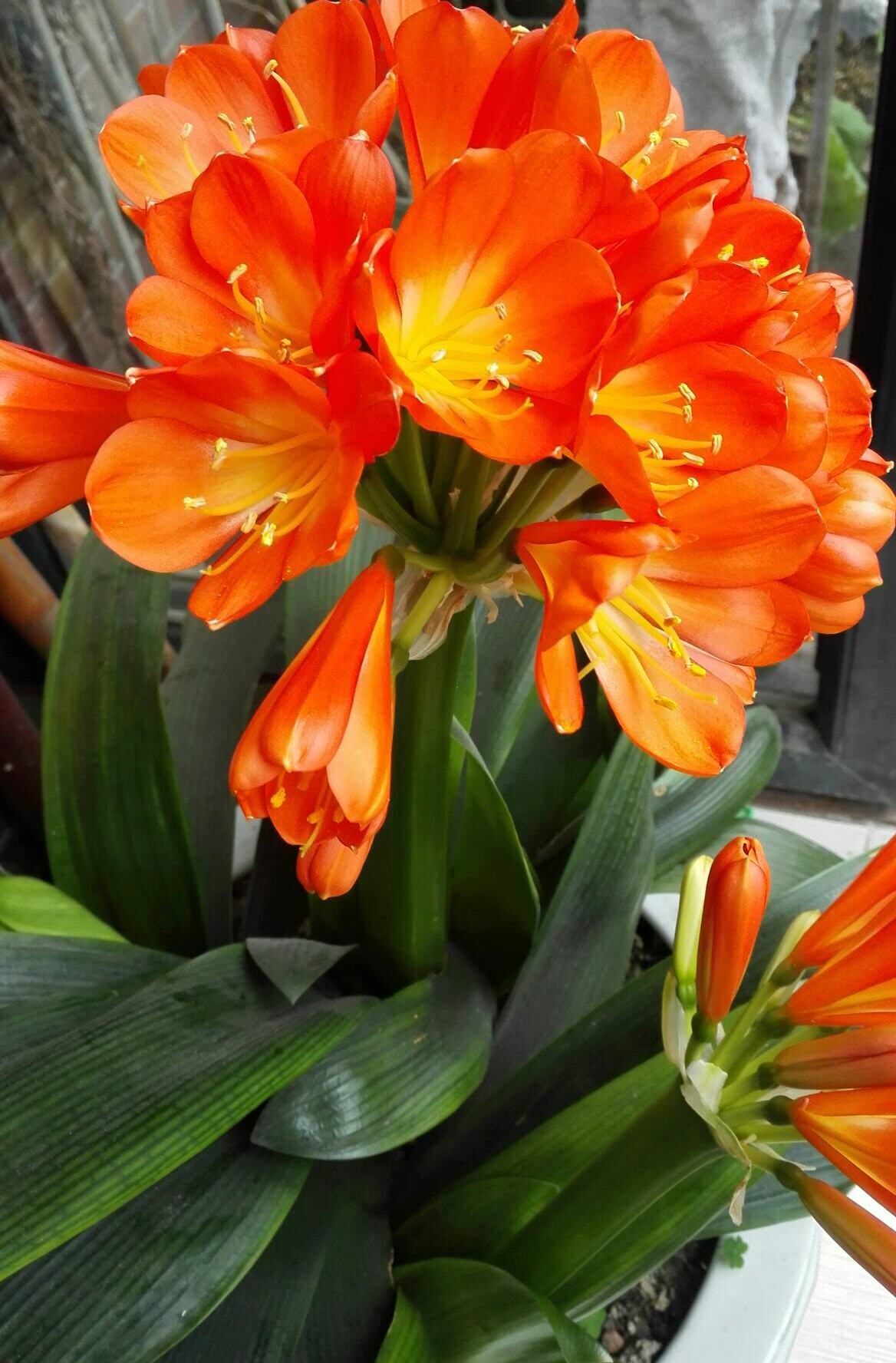 给君子兰换盆注意事项,君子兰换盆后叶片发软是什么原因