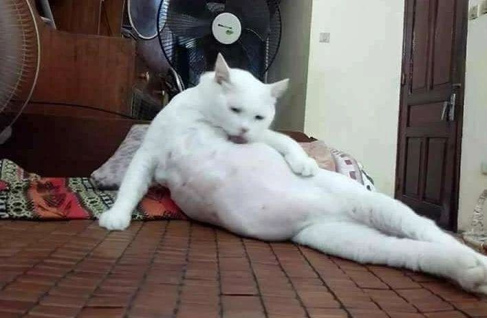 幼猫频繁舔毛是什么原因,家猫经常咬主人该不该弃养