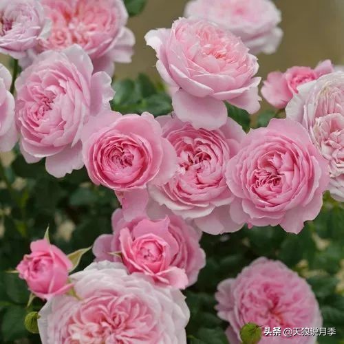4月最浪漫的一次花开，是171个低价月季小苗带来的巅峰时刻！