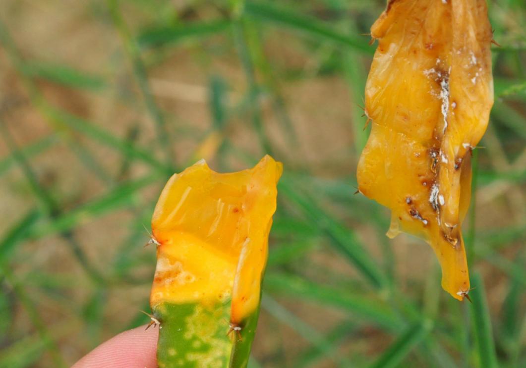 火龙果顶端黄褐色腐烂,火龙果发黄掉果怎么回事