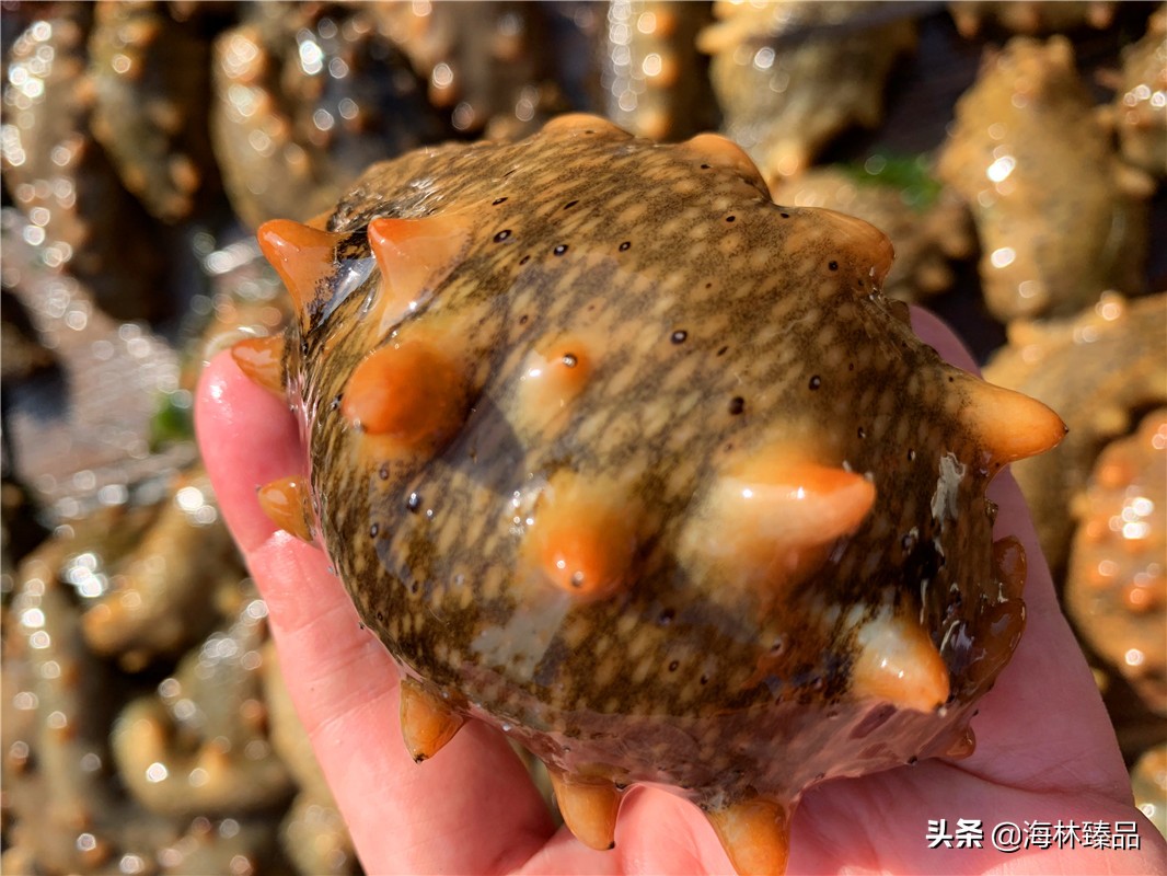 野生海参探店,野生海参采捕视频大全