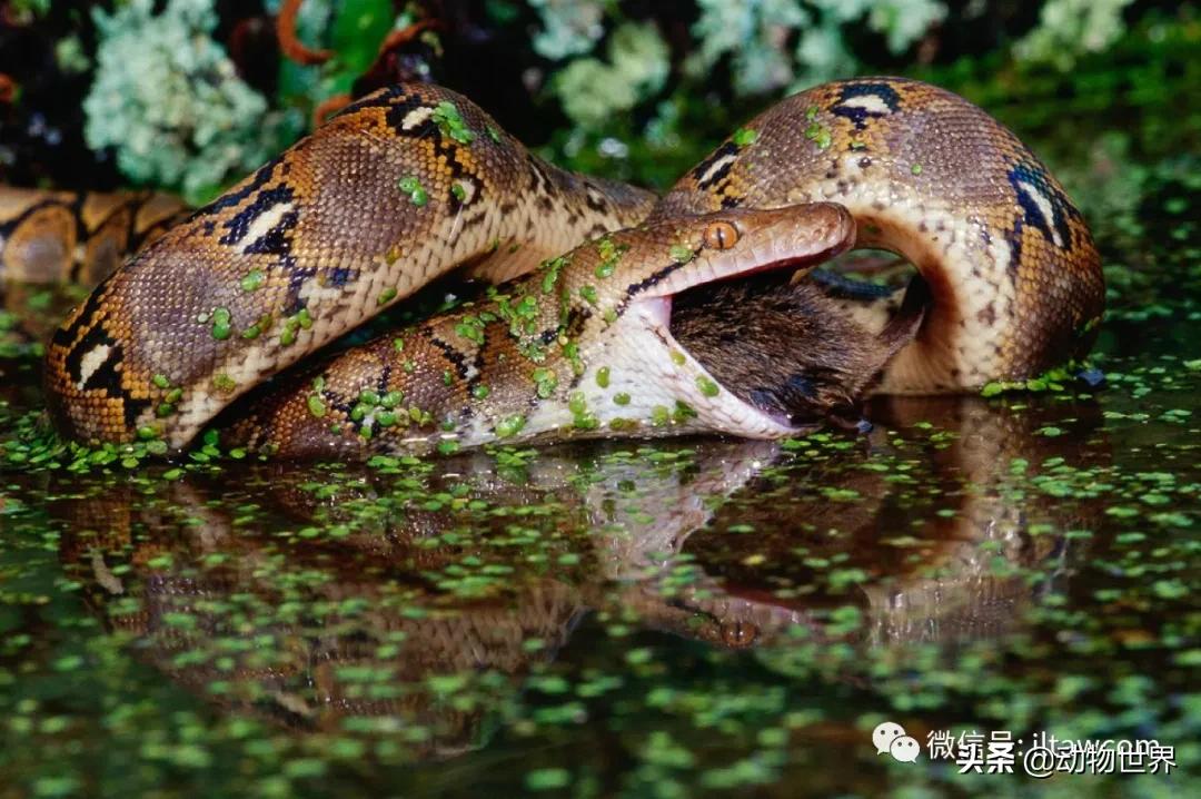 出游在外小心不要被动物吃掉哦