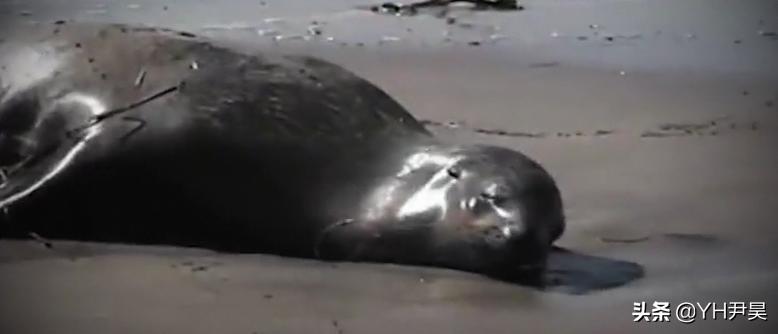 1998年美国海岸大批生物突发异样，专家共同侦查，真凶竟是天气