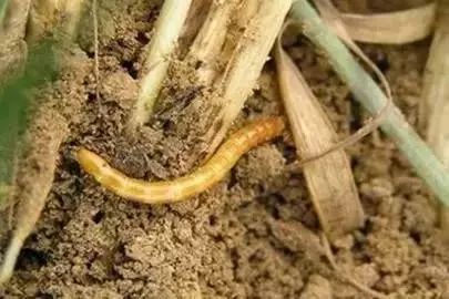 怎么预防玉米苗期病虫害,玉米苗期虫害防治方法