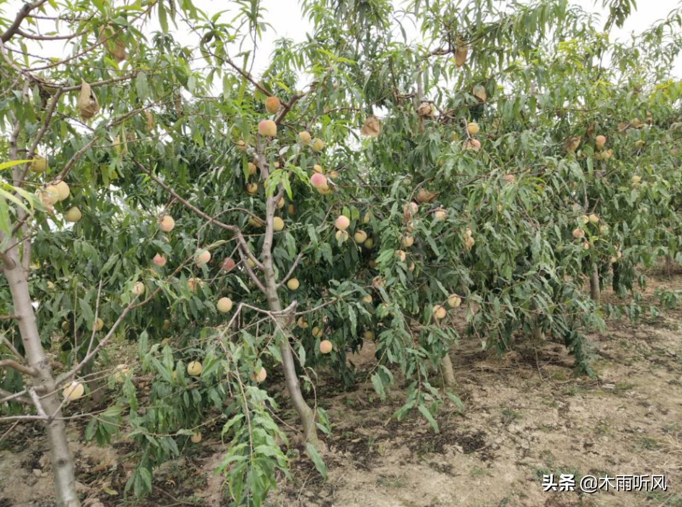 桃子成熟生虫就腐烂是什么情况,桃子烂果用什么药