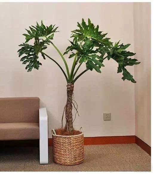 那盆嫩绿嫩绿的春羽，最终会蜕变成一条龙