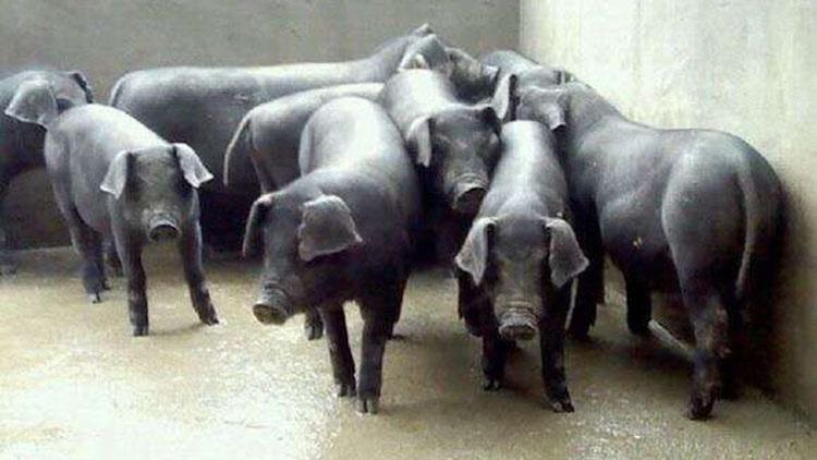 太湖母猪真的那么高产吗,太湖杂交长白二代母猪的优缺点