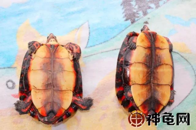 洪都拉斯木纹龟是保护动物吗,洪都拉斯木纹龟高背