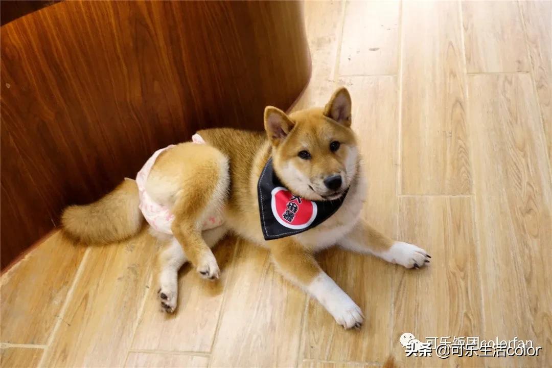 撸柴宠物乐园,广州番禺撸狗圣地